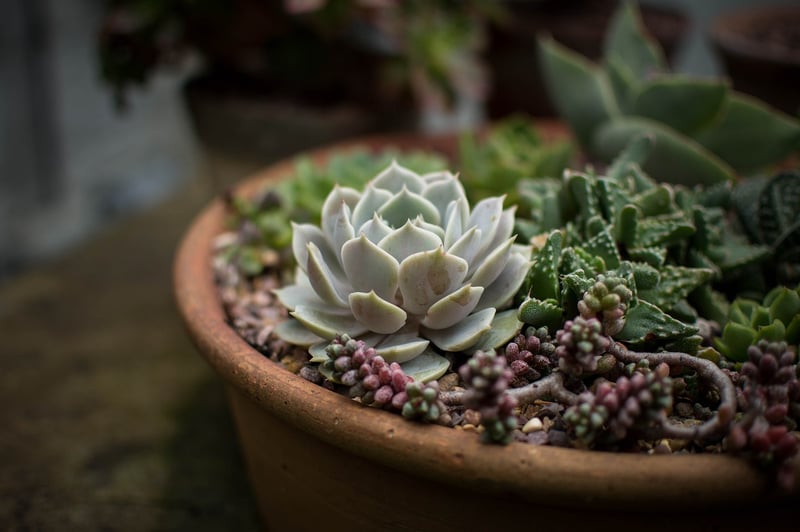 Indoor vs. Outdoor Options