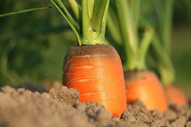 Soil Health Management