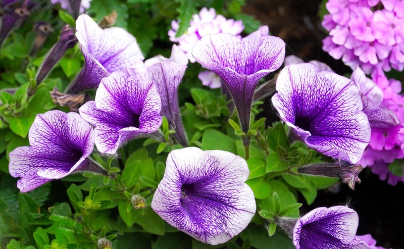 Flower Pockets