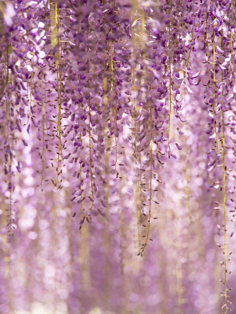 Vertical Garden Plants
